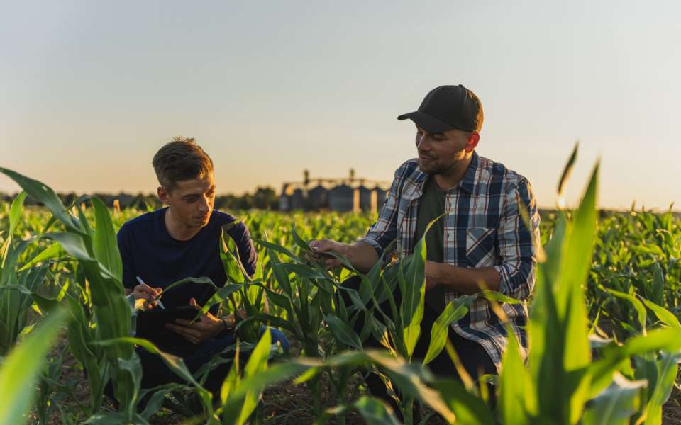 Two young male farmers in a field, inspecting the crops at sunrise