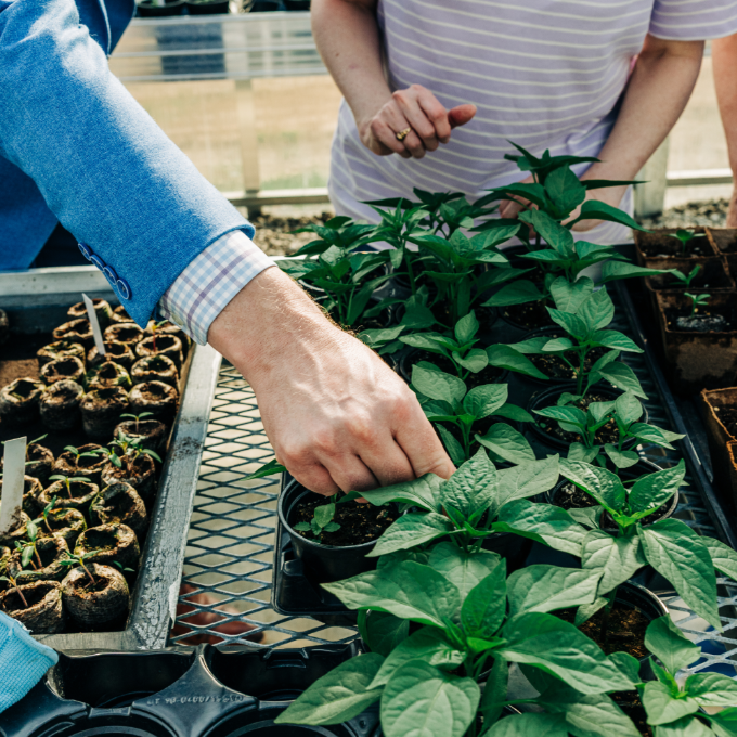 People handing trays of plants and seedlings. Bethesda Greenhouse. Meridian Member